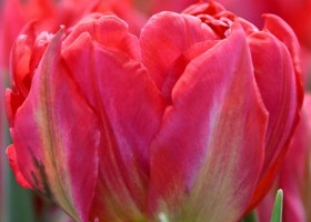 Tulipa Flash Point ® (4)